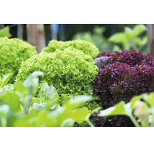 Nahaufnahme von Kopfsalat im Garten
