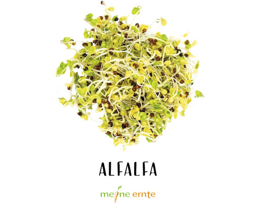 Alfalfa Sprossen für den Anbau