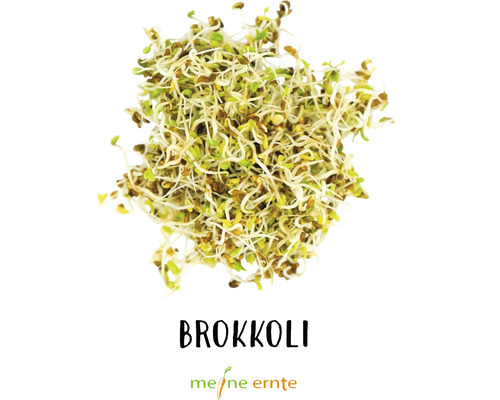 Brokkolisprossen von meine ernte