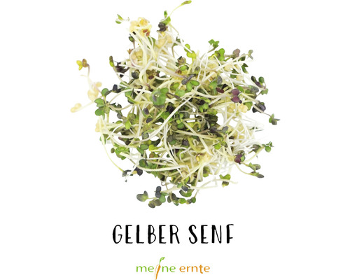 Gelber Senf Microgreen Sprossen