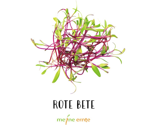 Rote Bete Sprossen von Meine Ernte