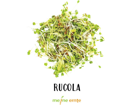Rucola Sprossen von meine ernte