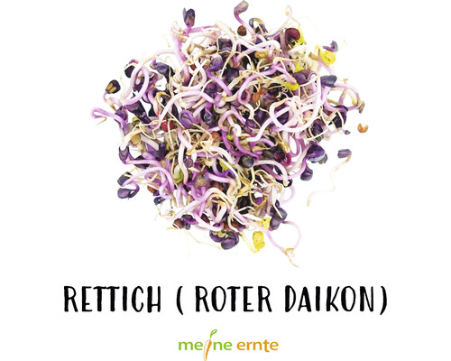 Rettich Roter Daikon Sprossen