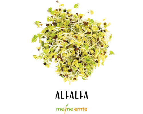 Alfalfa Sprossen für den Anbau