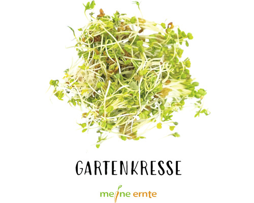 Gartenkresse von meine ernte