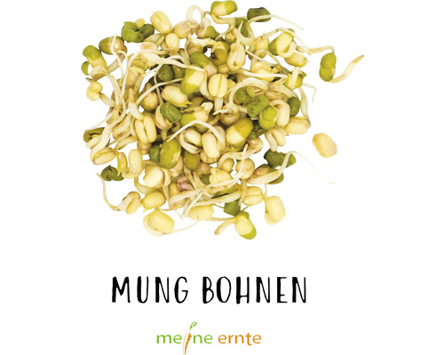 Mungbohnen Sprossen