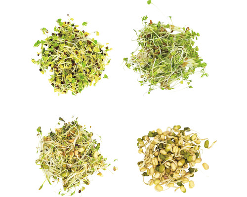 Abbildung von verschiedenen Sprossenarten.