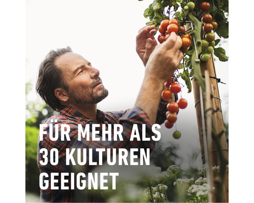 Mann erntet Kirschtomaten im Garten. Geeignet für mehr als 30 Kulturen.