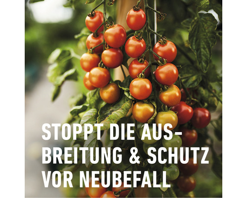 Tomatenpflanze mit reifen und unreifen Früchten