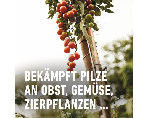 Tomatenpflanze mit reifen und unreifen Früchten am Spalier