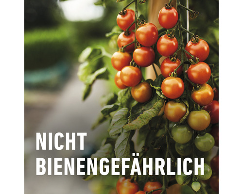 Nicht bienengefährlich Symbol auf Tomatenpflanze