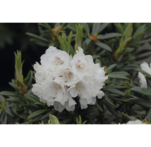 Blüte des Rhododendron mit weißen Blütenblättern
