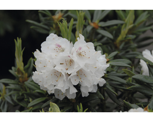 Blüte des Rhododendron mit weißen Blütenblättern