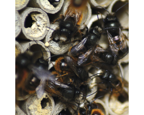 Nahaufnahme von Wildbienen in einem Insektenhotel