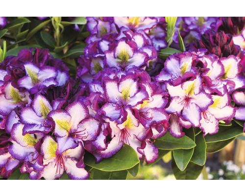 Nahaufnahme einer Rhododendronblüte mit lila und weißen Blütenblättern