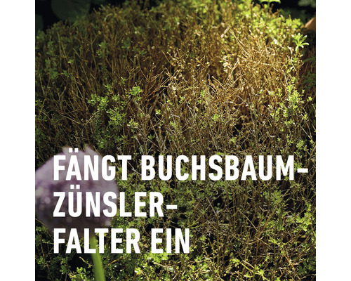 Buchsbaumzünslerfalle im Einsatz