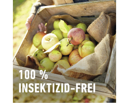 Holzkiste gefüllt mit Äpfeln, die zu 100 Prozent Insektizidfrei sind