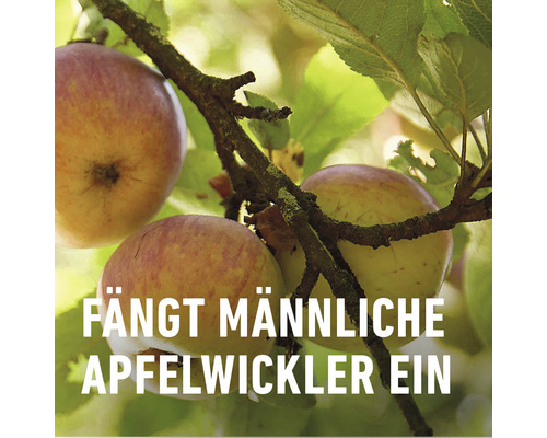 Äpfel an einem Baum mit dem Text ''Fängt männliche Apfelwickler ein'' im Vordergrund.