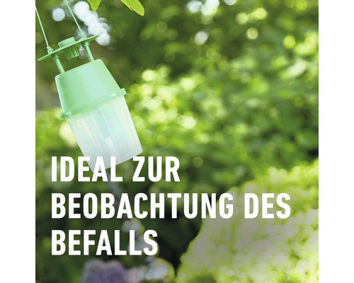 Insektenfalle zur Beobachtung des Befalls