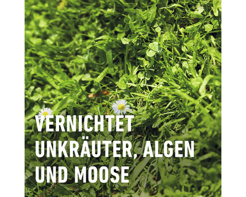 Nahaufnahme von Gras, Klee und Gänseblümchen mit dem Text Unkräuter, Algen und Moose werden vernichtet