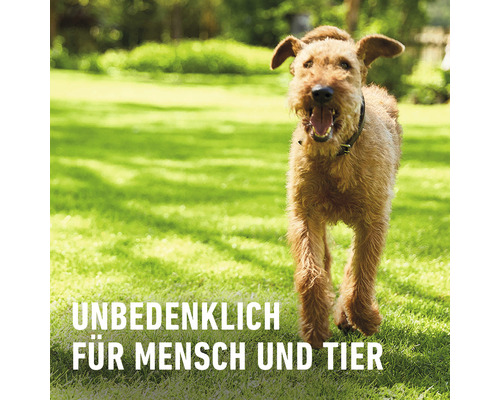 Ein irischer Terrier läuft über eine Wiese. Unbedenklich für Mensch und Tier.