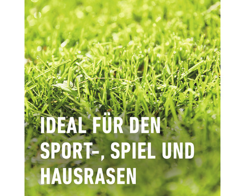 Nahaufnahme von Sport-, Spiel- und Hausrasen