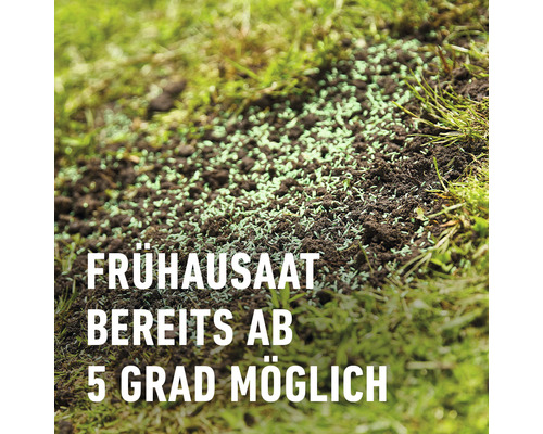 Frühsaat auf einem Rasenstück