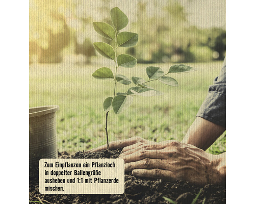 Einpflanzen eines jungen Baumes mit Pflanzerde.