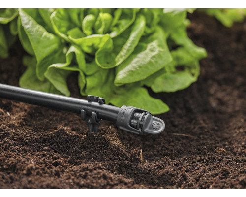 Bewässerungssystem mit Tropfrohr und Salatpflanze im Gartenboden