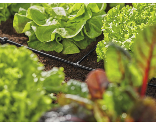 Bewässerungssystem zwischen Salatpflanzen im Gartenbeet