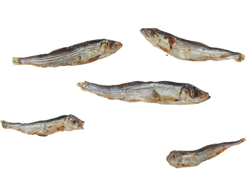 Mehrere Stint Fische