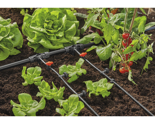 Gartenbewässerungssystem mit Salat und Tomatenpflanzen im Beet