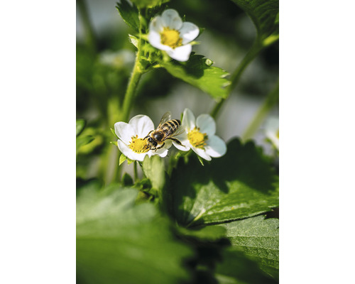 Biene auf Erdbeerblüte