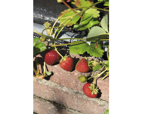 Erdbeeren wachsen an einer Mauer im Garten.