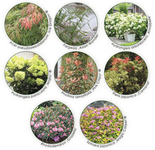 Pflanzenset Asia Garten FloraSelf ca. 30 m² Beet 21 Pflanzen inkl. 5 Kg Hofdünger organischer Dünger
