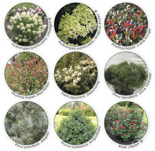 Collage verschiedener Pflanzenarten wie Hortensien, Glanzmispeln, Schirmtannen, Portugiesische Kirschlorbeeren und Rosen