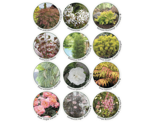 Collage verschiedener Pflanzenarten: Ahorn, Felsenbirne, Berberitze, Spindelstrauch, Faulbaum, Bergkiefer, Zirbelkiefer, Straucheibisch, Essigbaum, Rose und Zwergflieder.