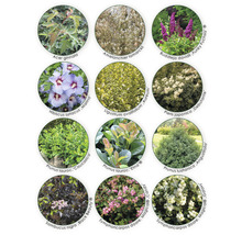 Collage verschiedener Pflanzenarten für den Garten.