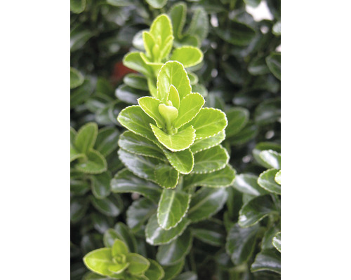 Im Bild sind die grünen Blätter eines Strauches zu sehen.