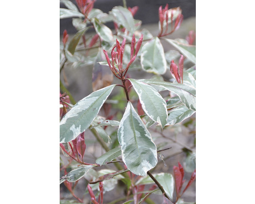 Photinia mit grün-weiß panaschierten Blättern und jungen roten Trieben