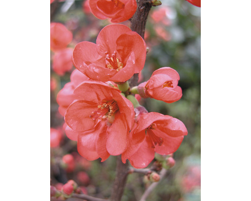 Nahaufnahme von Zierquittenblüten an einem Zweig