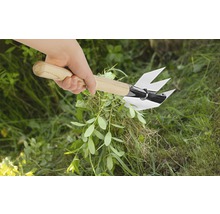 Hand mit Unkrautstecher und Holgriff entfernt Unkraut