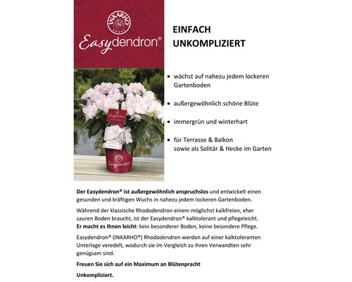 Easyodendron Pflanze mit Blüten im Topf