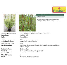 Pflanzenset Asia Garten FloraSelf ca. 30 m² Beet 21 Pflanzen inkl. 5 Kg Hofdünger organischer Dünger