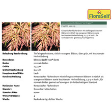 Pflanzenset Asia Garten FloraSelf ca. 30 m² Beet 21 Pflanzen inkl. 5 Kg Hofdünger organischer Dünger