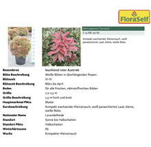 Pflanzenset Asia Garten FloraSelf ca. 30 m² Beet 21 Pflanzen inkl. 5 Kg Hofdünger organischer Dünger