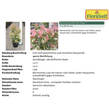 Pflanzenset Asia Garten FloraSelf ca. 30 m² Beet 21 Pflanzen inkl. 5 Kg Hofdünger organischer Dünger