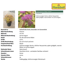 Pflanzenset Asia Garten FloraSelf ca. 30 m² Beet 21 Pflanzen inkl. 5 Kg Hofdünger organischer Dünger