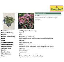 Pflanzenset Asia Garten FloraSelf ca. 30 m² Beet 21 Pflanzen inkl. 5 Kg Hofdünger organischer Dünger
