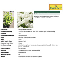 Pflanzenset Asia Garten FloraSelf ca. 30 m² Beet 21 Pflanzen inkl. 5 Kg Hofdünger organischer Dünger